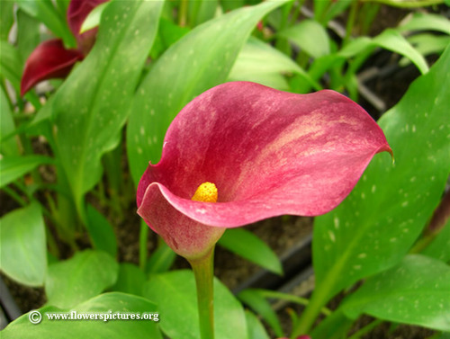 swedelander's profile picture. 