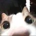 Based Cat (@auramus1) Twitter profile photo Based Cat (@auramus1) Twitter profile photo