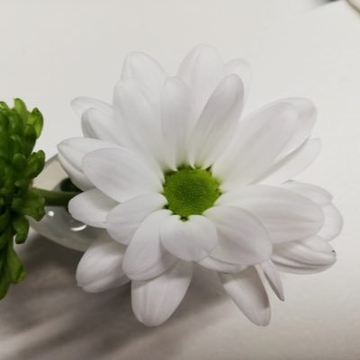 Tarablancvert's profile picture. ✨