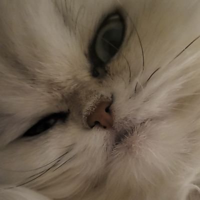 Zeynnah459863's profile picture. 