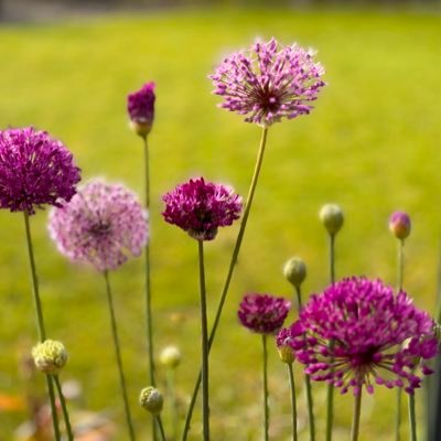 lancsrose1809's profile picture. Mum of two grown up boys, one of whom is neurodivergent . Lover of good food and wine. ex-warden and general busybody at Blackburn Cathedral.