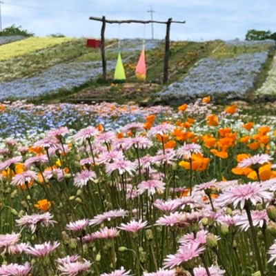 negitorop's profile picture. 