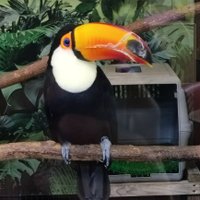 Kotaro (@38taro4) 's Twitter Profile