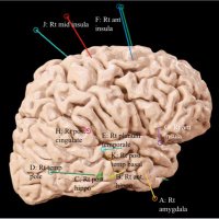 North of England Neurological Association (@nena_neurosoc) 's Twitter Profile Photo