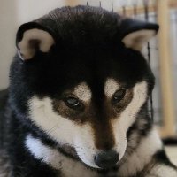 ちくわ(焼いたやつ) (@chihichan3) 's Twitter Profile Photo ちくわ(焼いたやつ) (@chihichan3) 's Twitter Profile Photo