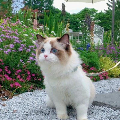 m11orninglight's profile picture. 今日の猫はとてもかわいいです！ 彼は一日中私の膝の上で昼寝をしていて、今も私の隣で寝ています。 猫と一緒にいるのはとても楽しいです！