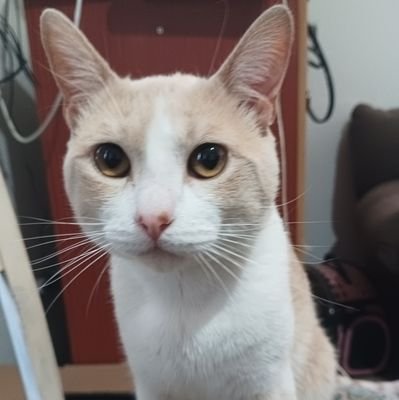 gAbo_SW's profile picture. Wanderino.
Vianista.