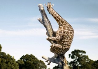 chigonzo's profile picture. Just a dude fartin' around.