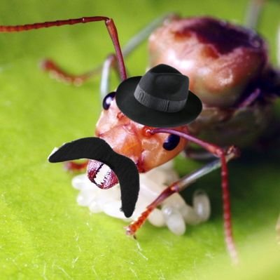 I do not work for the colony because I am not an ant
