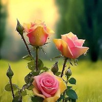 Manoj Bhavsar (@manojbh74009575) 's Twitter Profile