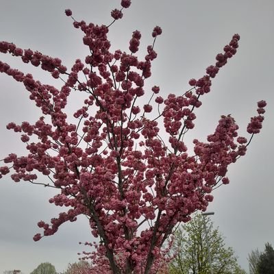 Smyrna35_'s profile picture. 