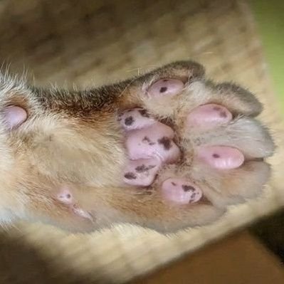 cyanfortland's profile picture. 猫を愛する人。 普遍概念で何処にも居て何処にも居ない。 其れ各の一巻の終わり近付く刻、心の安寧に寄り添い給ふ 面白そうな人にはフォローで喰いつきます。 PC自作er周辺。干し芋 https://t.co/Pj7nfHhwdC