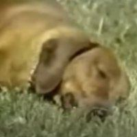 $RUSTY: 1st YouTube dog & sleepiest dog ever.(@rustydogsol) 's Twitter Profile Photo