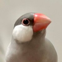 ぎんちょ (@gin_chocon) 's Twitter Profile