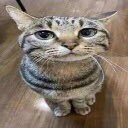 thiervou's profile picture. celeste enjoyer