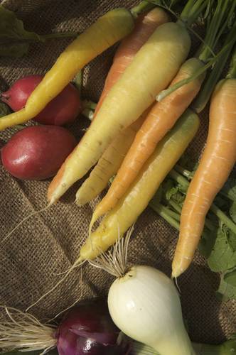 livingsoilfarms's profile picture. Grow certified organic grains, vegetables and strawberries.
Healthy soil Healthy food