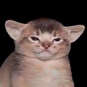 tunfugl37's profile picture. whatever