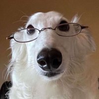 pedro 🦭 (@impossibleprnce) 's Twitter Profile Photo pedro 🦭 (@impossibleprnce) 's Twitter Profile Photo