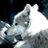 _polar_night__