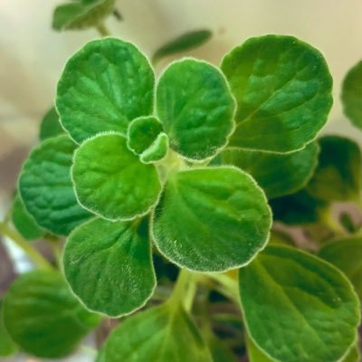 JiangZhi13182's profile picture. 