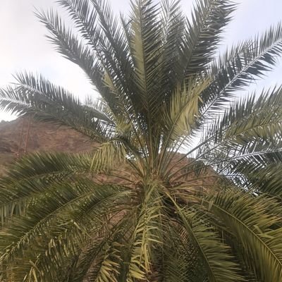 اللهم أنصر أهل غزة كما نصرت أنبياءك وعبادك الصالحين