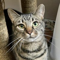 Give Me Shelter Cat Rescue(@givemesheltersf) 's Twitter Profileg