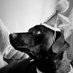 Donna Hadley (@dogasoda) Twitter profile photo Donna Hadley (@dogasoda) Twitter profile photo