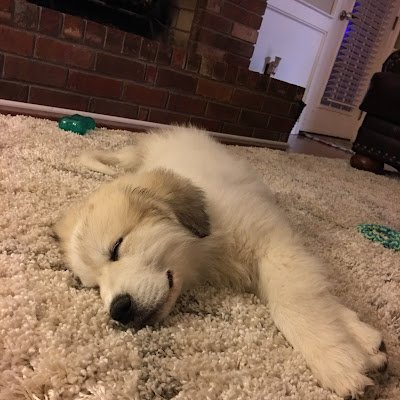 ThePlatypusGuy's profile picture. 