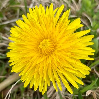 ts_common's profile picture. పుట్టుక నీది చావు నీది బతుకంతా దేశానిది..!