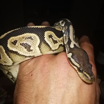 koi8578's profile picture. Pas ici pour se prendre la tête