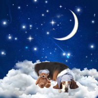 Angel Bella 💔🌈🐾🐶(@basset_bella) 's Twitter Profile Photo