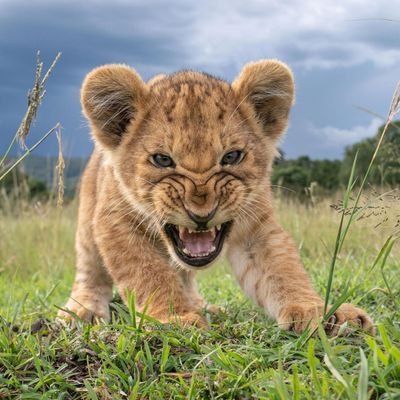 JoshuaOkohe's profile picture. 