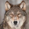 Wolfie8967's profile picture. aandelenbeurzen/trader/iron condor favoriete beleggingsinstrument/meteo/natuur/wolf/wielrennen/voetbal/anti vertrutting in de maatschappij /single