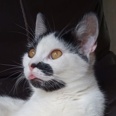 SamFroki's profile picture. https://t.co/asUJys0gw3