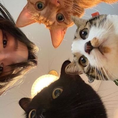 rojinkocaa's profile picture. şişko ve öfkeliyim