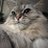 MaistheSiberian's profile image