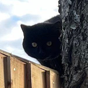 acdcobcd's profile picture. 