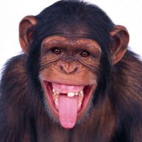 Deep Stroking You Niggas🤷🏾‍♂️ (@slannginndongg) 's Twitter Profile Photo