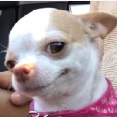 chilly1940's profile picture. Living the dream!