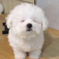 πβ¨οΈ (@_bell0v0) 's Twitter Profile