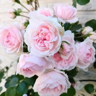 本格的にガーデニングを始めて8年目くらい🌿雑貨を選んで花と飾るのが大好き✨
薔薇を始めてやっと5年目、もう薔薇の魅力に夢中です〜🌹目指せ、憧れのロザリアン〜〜💕ってもうすでにロザリアンだと思う…🎶
Cafe巡りも趣味☕