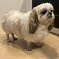 Pau (@paurg) 's Twitter Profile