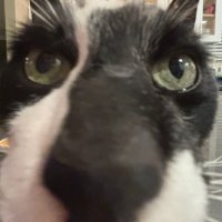 Duck (@_totallyaduck_) 's Twitter Profile