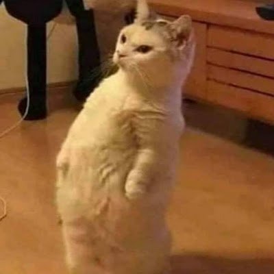 afwanjudexlucis's profile picture. my mauna kea silverswords