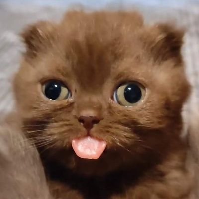 shadowfromnorth's profile picture. 