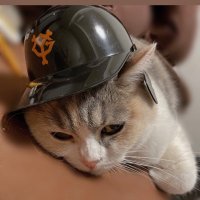 ち。 (@c14_mad) 's Twitter Profile