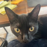 DianaO (@di_ormsby) 's Twitter Profile
