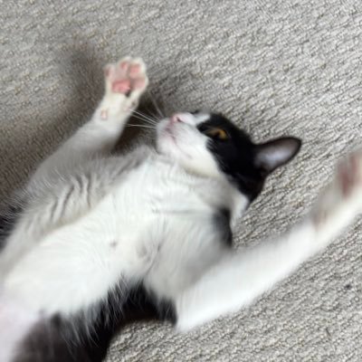 |好きな事好きなだけ|自由な日常垢|基本フォロバ100% |{🐈⬛@0556cocolo}吾輩は猫である|#保護猫 #猫知識|漫画. アニメ|映画|植物🪴|旅行|グルメ|筋トレ🏋️|🦄 #憩いの泉 ❸所属|リポスト. いいね!嬉しいです|無言フォロー大歓迎. 初リプ初絡み大歓迎. 仲良くしてね✌️