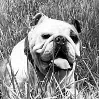 cipriano de bergerac (@ciprianodeber) 's Twitter Profile