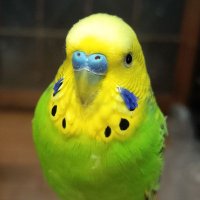 pipi捜索 (@pipisousaku) 's Twitter Profile